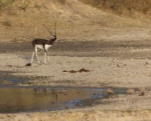 rajasthan_015 Besoarantilop