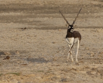 rajasthan_016 Besoarantilop