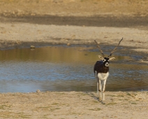 rajasthan_017 Besoarantilop