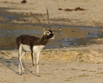 rajasthan_018 Besoarantilop