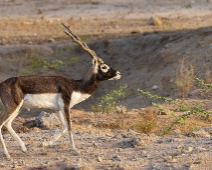 rajasthan_019 Besoarantilop