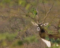 Wildlife in Rajasthan