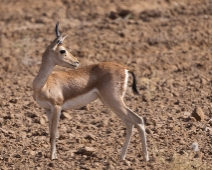 rajasthan_051 Chinkara - Indisk gasell