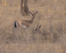 rajasthan_052 Chinkara - Indisk gasell