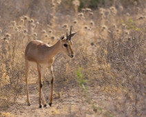 rajasthan_053 Chinkara - Indisk gasell