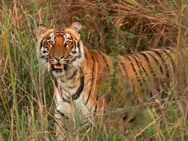 Jim Corbett National Park India