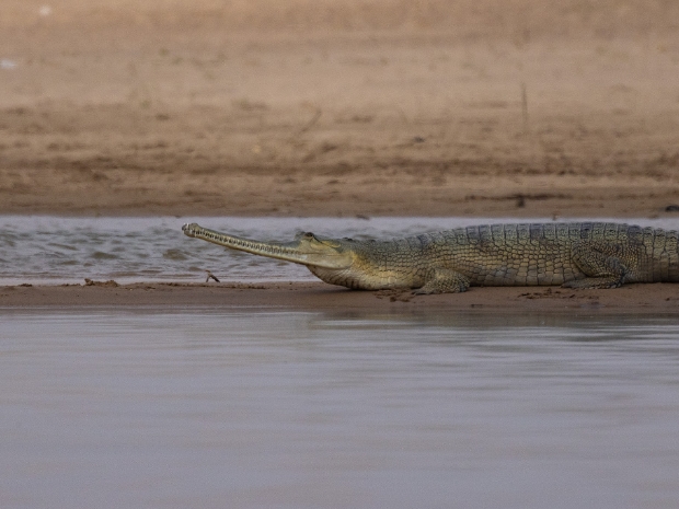 National Chambal Sanctuary India