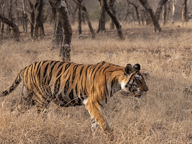 Panna National Park India