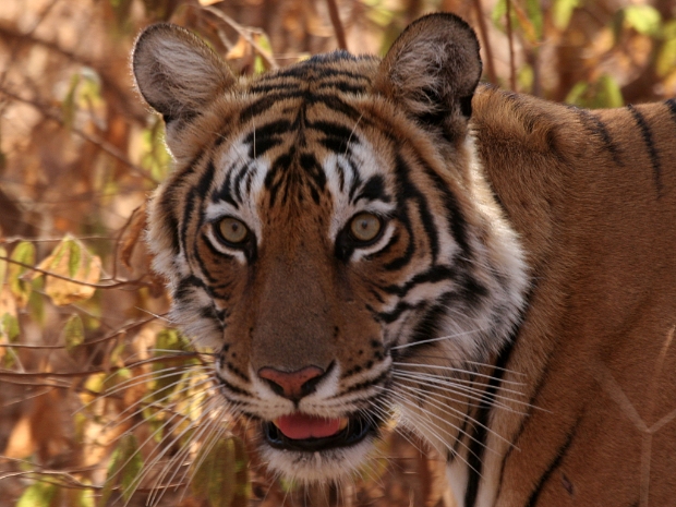 Ranthambore National Park India