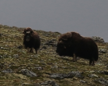 dovre_008 Dovrefjell-Sunndalsfjella National Park - Myskoxe (Ovibos moschatus)