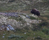 dovre_002 Dovrefjell-Sunndalsfjella National Park - Myskoxe (Ovibos moschatus)