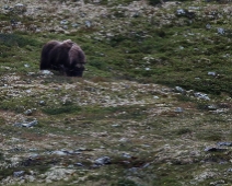 dovre_007 Dovrefjell-Sunndalsfjella National Park - Myskoxe (Ovibos moschatus)