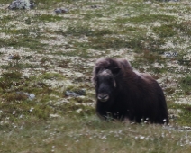 dovre_009 Dovrefjell-Sunndalsfjella National Park - Myskoxe (Ovibos moschatus)