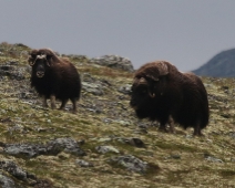 dovre_010 Dovrefjell-Sunndalsfjella National Park - Myskoxe (Ovibos moschatus)