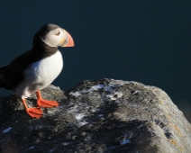 runde_004 Lunnefågel (Fratercula arctica)