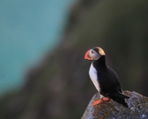 runde_001 Lunnefågel (Fratercula arctica)