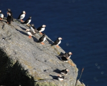 runde_002 Lunnefågel (Fratercula arctica)