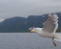 trollfjorden_004 En havsörnskryssning med Øykongen från Svolvær till Trollfjorden. En av de många gråtrutar som följde efter båten.