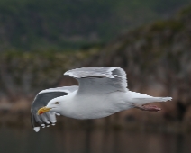 trollfjorden_021 Gråtrut som följde båten.