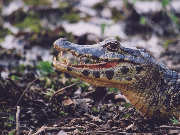 Pantanal