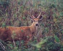 pantanal_008