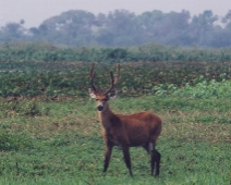 pantanal_012