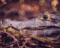 pantanal_016