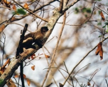 pantanal_018