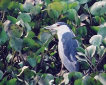 pantanal_020