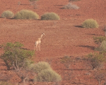 damaraland_001 Angolansk giraff en underart till den sydliga giraffen.