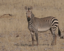 damaraland_006 Hartmanns bergzebra