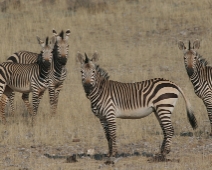 damaraland_007 En grupp av Hartmanns bergzebra.