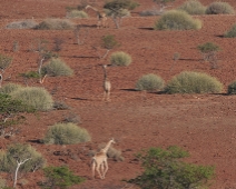 damaraland_015 Angolanska giraffer på rad