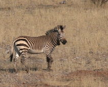 damaraland_005 Hartmanns bergzebra