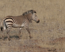 damaraland_008 Hartmanns bergzebra