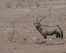 etosha_11