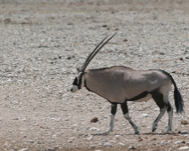 etosha_12