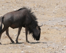 etosha_13