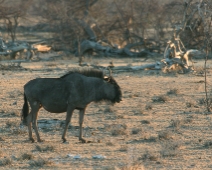 etosha_17