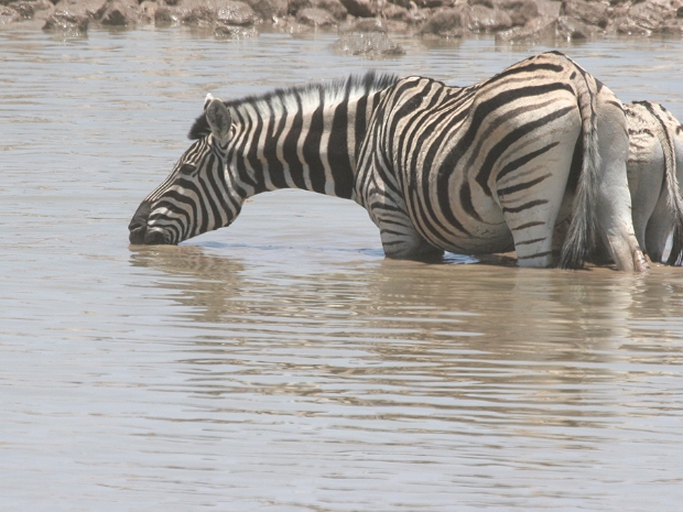 Etosha National Park