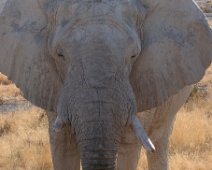 etosha_01