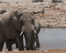 etosha_02