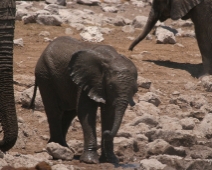 etosha_03