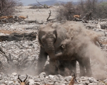 etosha_05