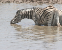 etosha_10 Burchells zebra, underart av stepp zebran.