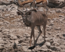 etosha_19