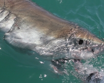 shark_002 Gansbaai - Great White Shark