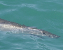 shark_006 Gansbaai - Great White Shark