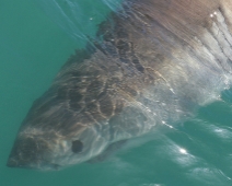 shark_008 Gansbaai - Great White Shark