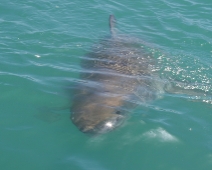 shark_009 Gansbaai - Great White Shark